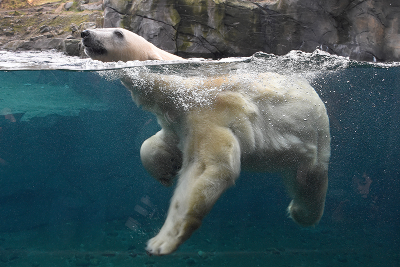 Белый медведь в Московском зоопарке 