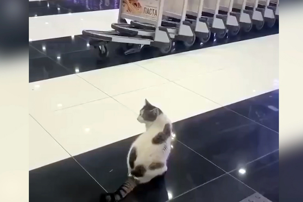Кошка в аэропорту