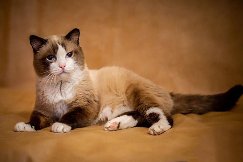Pin on Кошки Beautiful cats, Gorgeous cats, Cats