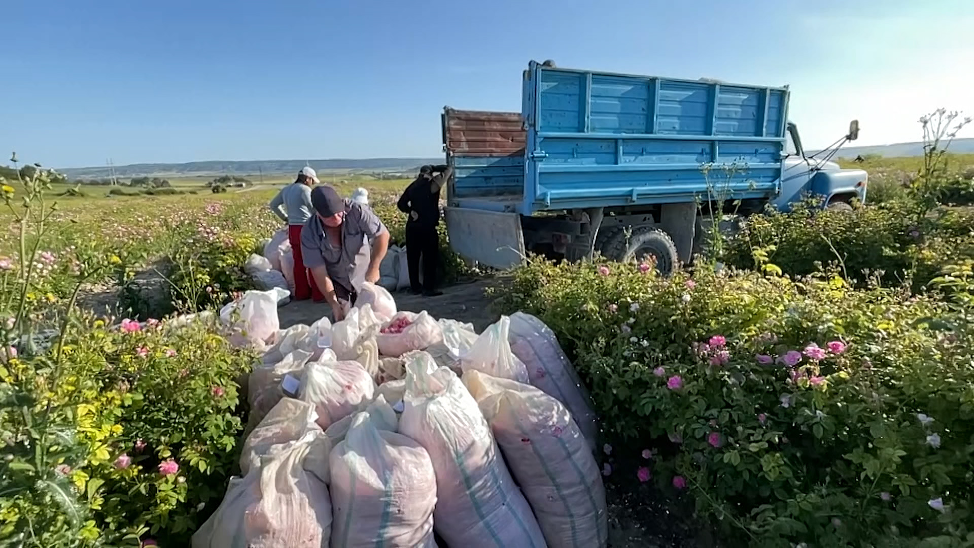 Красота и здоровье: в Крыму собирают эфиромасличную розу :: Новости :: ТВ  Центр