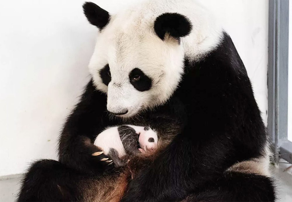 Панда детеныш москва. Новорожденные панды. В Московском зоопарке родилась Панда. В Московском зоопарке родилась Панда 2023. Малышка Панда младенец.