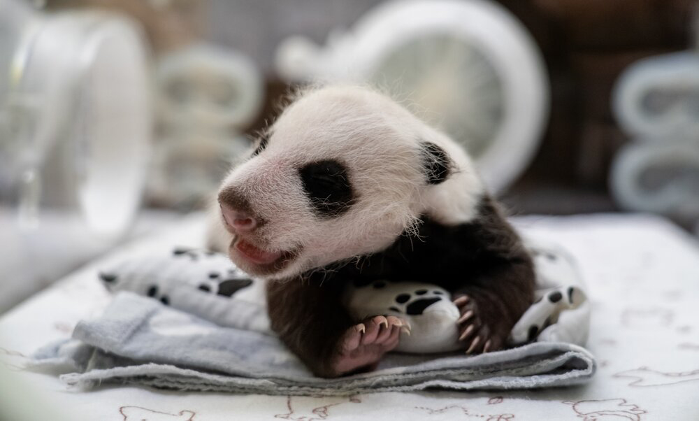 Малышка-панда из Московского зоопарка начала вставать на четыре лапы ::  Новости :: ТВ Центр