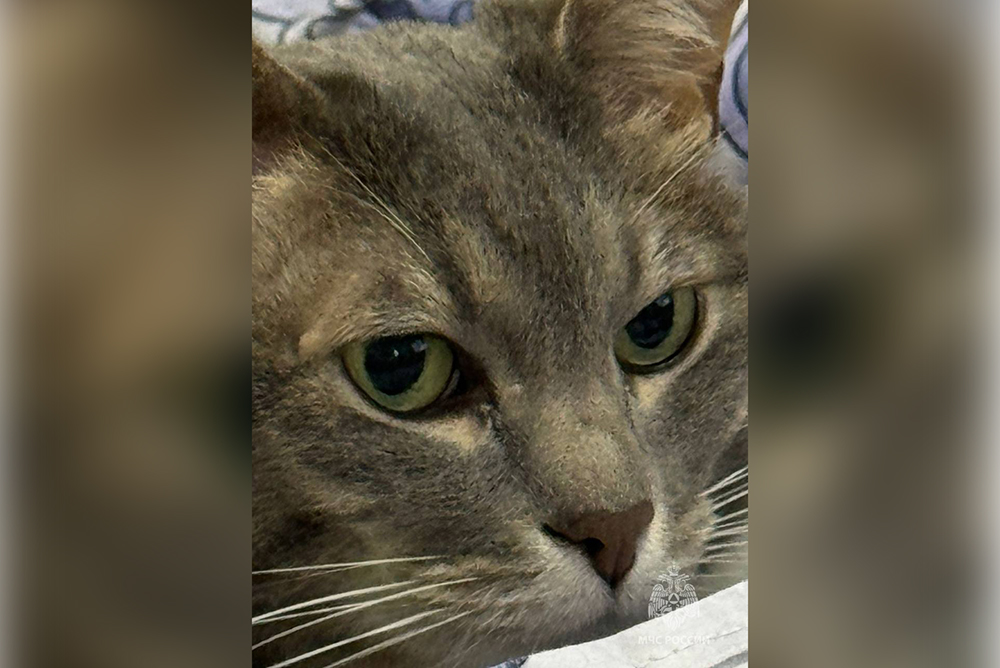 кот том 10. Talking tom cat. Talking tom 2005. Talking tom 2005. Talking tom.