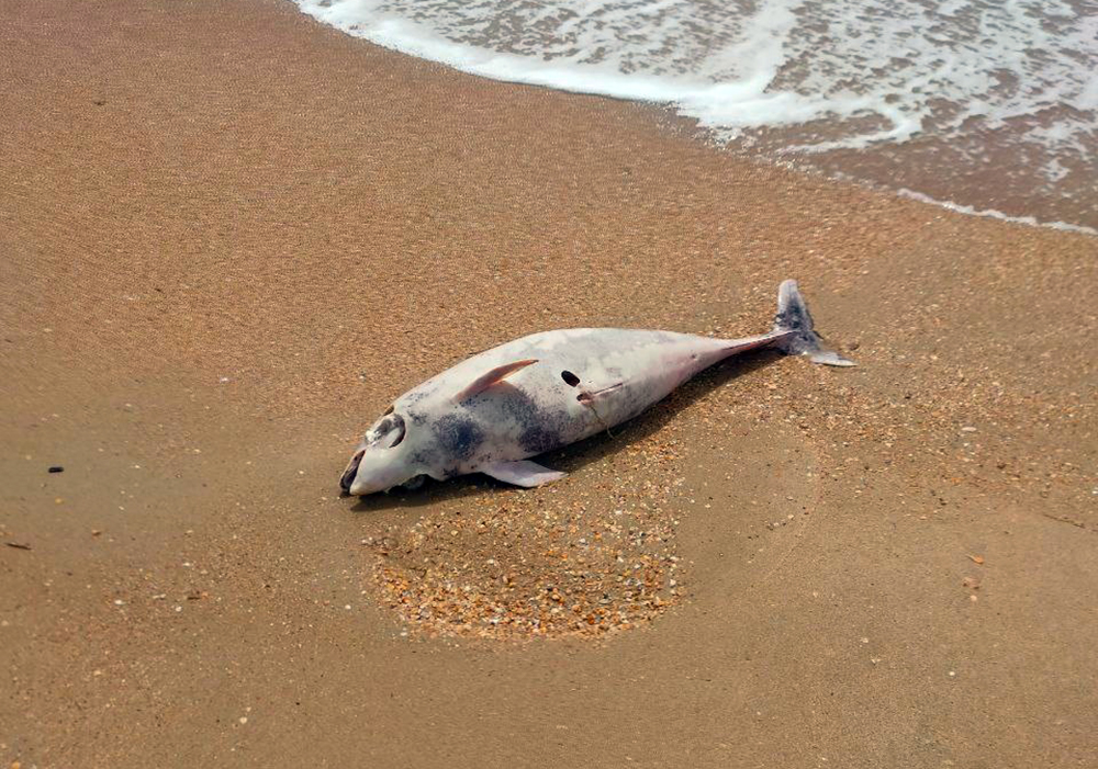 Погибшие дельфины на берегу
