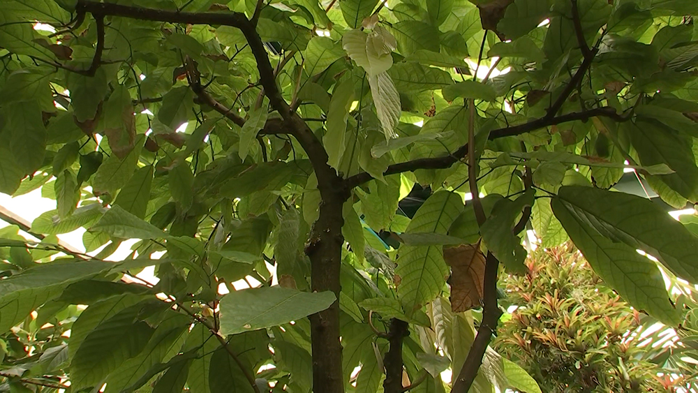 Какао-деревья