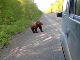 Может ли медведь залезть в дом через окно